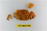 藏品(字纹弓蟹)的圖片